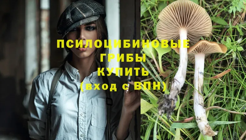 Псилоцибиновые грибы Magic Shrooms  Вичуга 